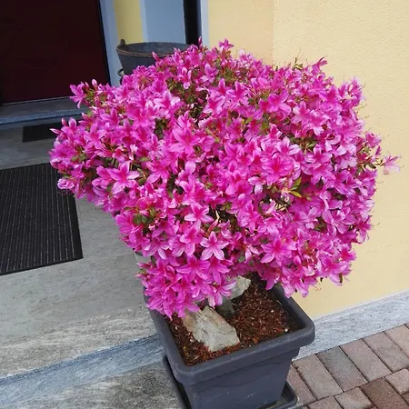 Guglielmina 3* Quarna Sotto