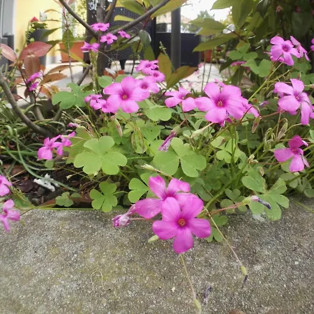 Bed and breakfast Guglielmina