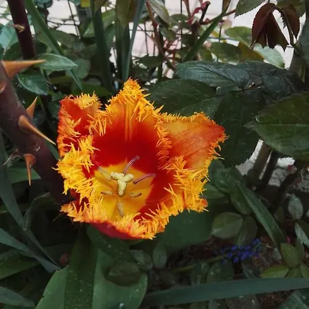 Bed and breakfast Guglielmina 3*